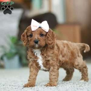 Twinkle, Cavapoo Puppy