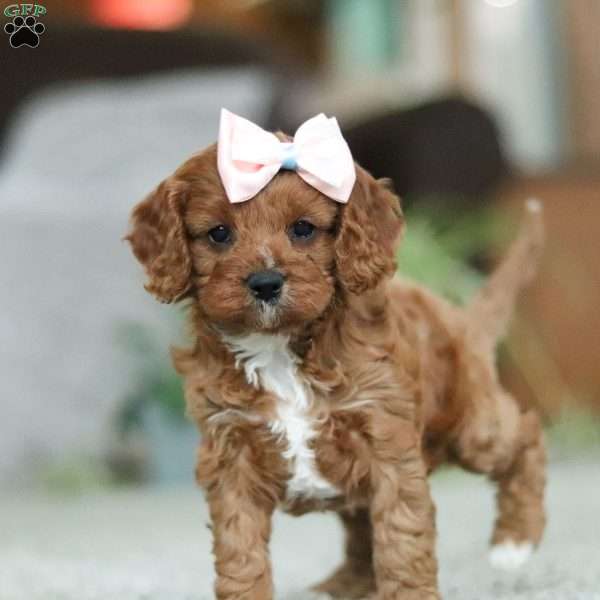 Twinkle, Cavapoo Puppy