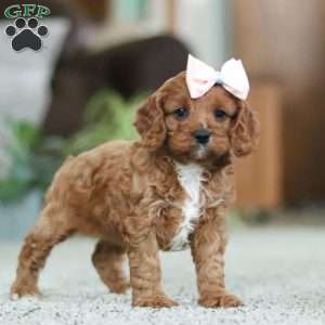 Twinkle, Cavapoo Puppy