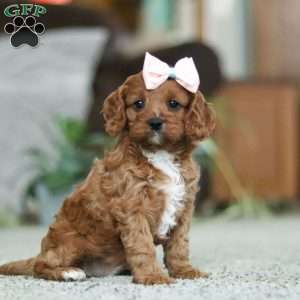 Twinkle, Cavapoo Puppy