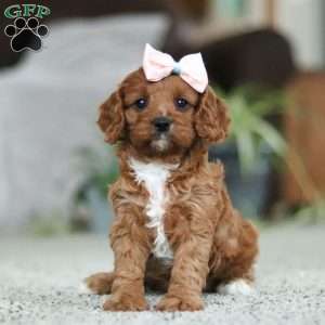 Twinkle, Cavapoo Puppy