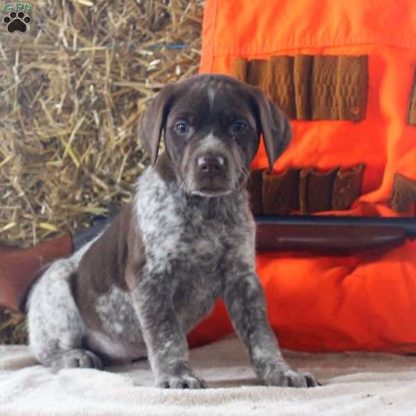 Tyler, German Shorthaired Pointer Puppy