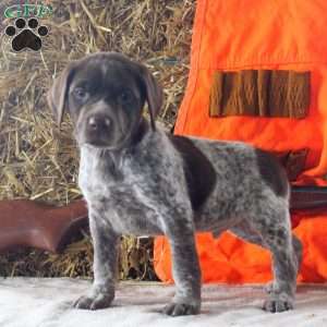 Tyler, German Shorthaired Pointer Puppy