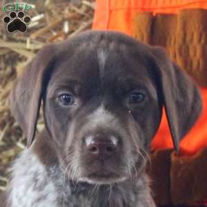 Tyler, German Shorthaired Pointer Puppy