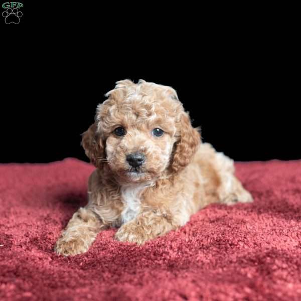 Tyler, Miniature Poodle Puppy