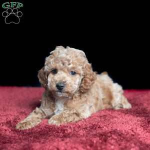 Tyler, Miniature Poodle Puppy