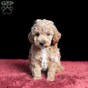 Tyler, Miniature Poodle Puppy