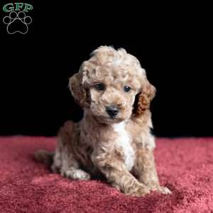 Tyler, Miniature Poodle Puppy