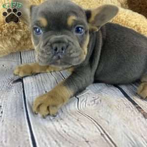 Tommy, French Bulldog Puppy