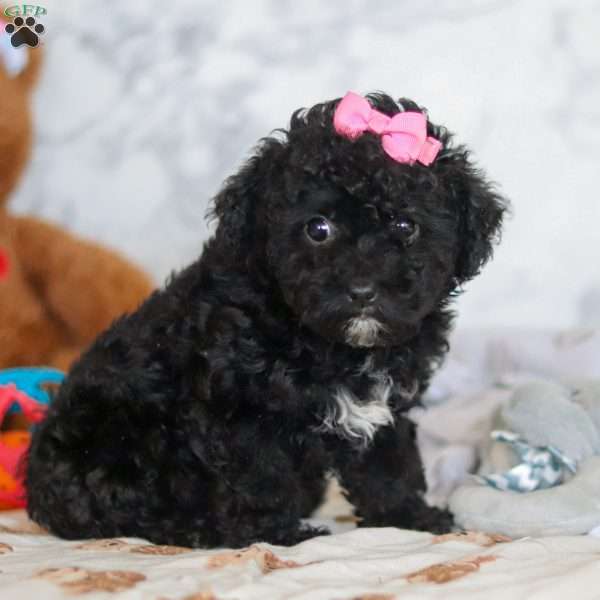 Valentine, Miniature Poodle Puppy