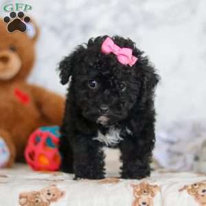 Valentine, Miniature Poodle Puppy