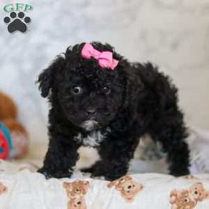 Valentine, Miniature Poodle Puppy