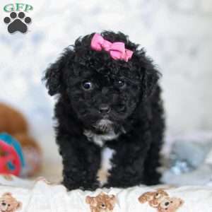 Valentine, Miniature Poodle Puppy