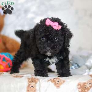 Valentine, Miniature Poodle Puppy