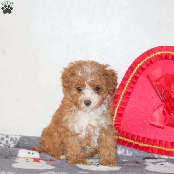 Valentine, Cavapoo Puppy