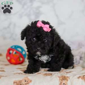 Valentine, Miniature Poodle Puppy