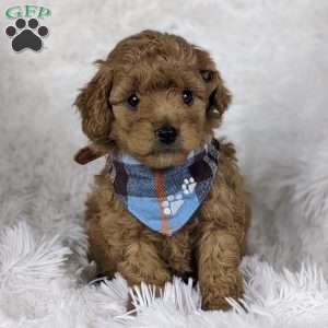 Valentino, Mini Goldendoodle Puppy