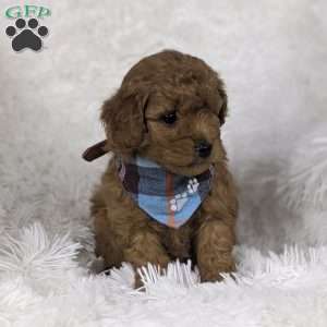 Valentino, Mini Goldendoodle Puppy