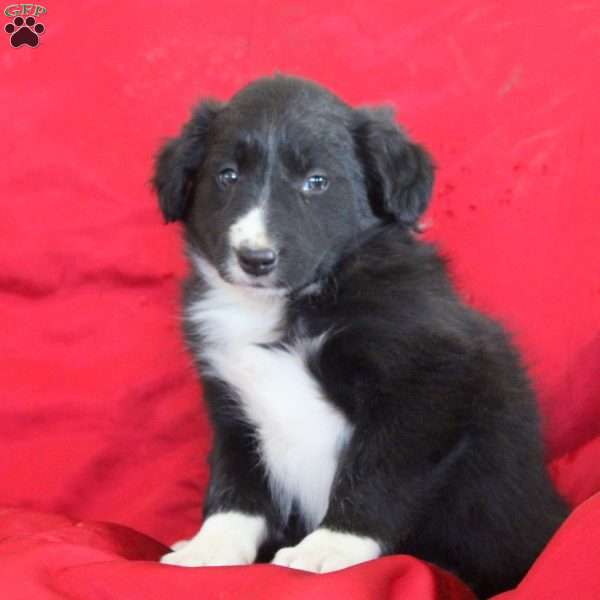 Valerie, Border Collie Puppy