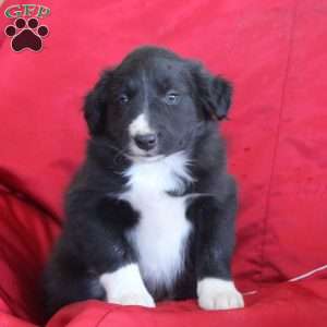 Valerie, Border Collie Puppy