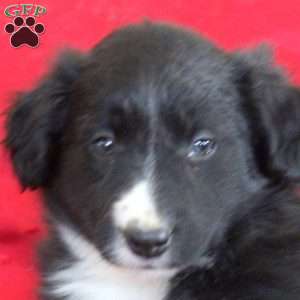 Valerie, Border Collie Puppy