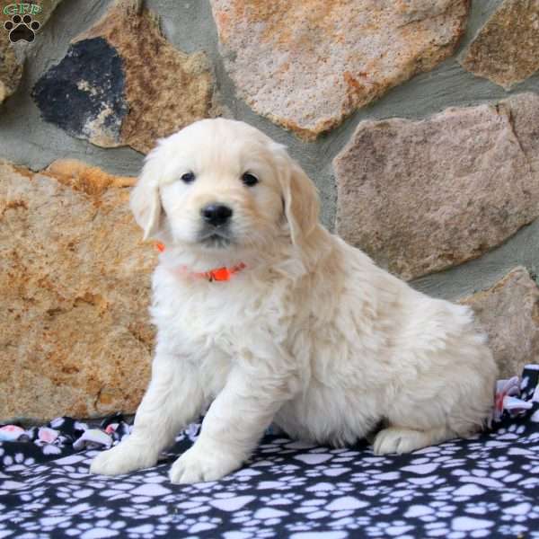 Valor, English Cream Golden Retriever Puppy