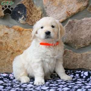 Valor, English Cream Golden Retriever Puppy