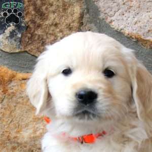 Valor, English Cream Golden Retriever Puppy