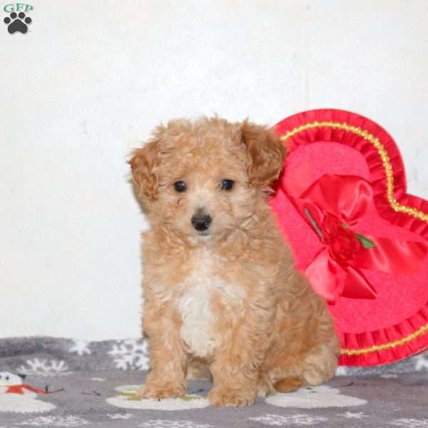 Valorie, Cavapoo Puppy