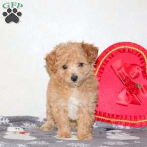 Valorie, Cavapoo Puppy