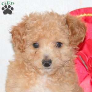 Valorie, Cavapoo Puppy