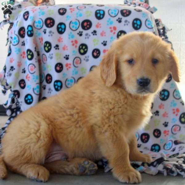 Van, Golden Retriever Puppy