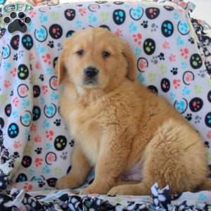 Van, Golden Retriever Puppy