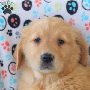 Van, Golden Retriever Puppy