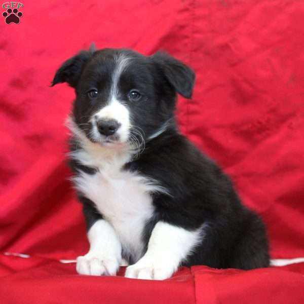 Vance, Border Collie Puppy