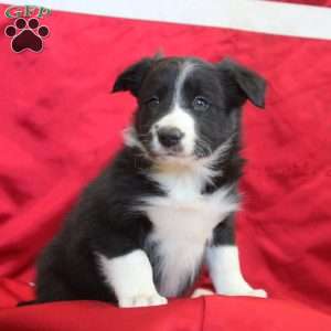 Vance, Border Collie Puppy