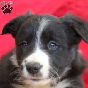 Vance, Border Collie Puppy