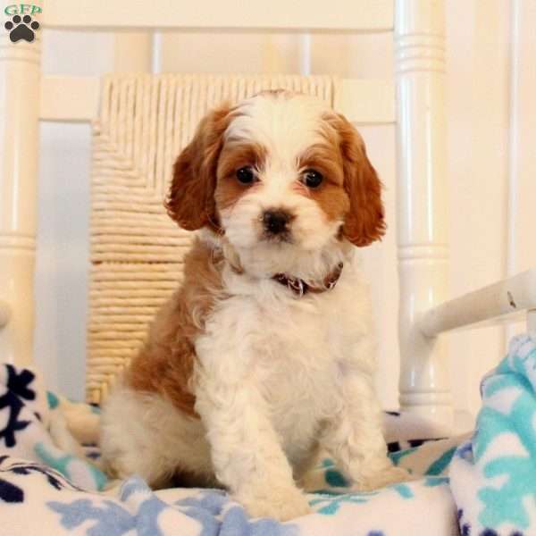 Vanessa, Cavapoo Puppy