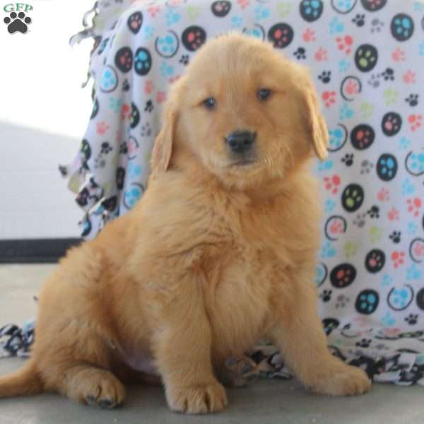 Vaughn, Golden Retriever Puppy