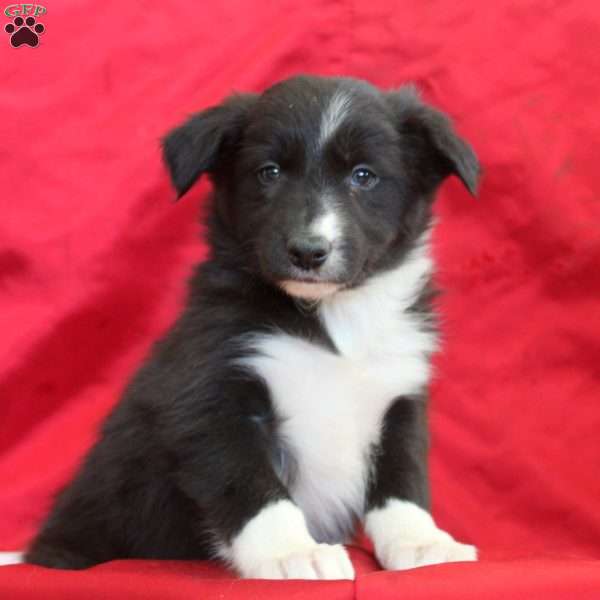 Vera, Border Collie Puppy