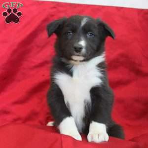 Vera, Border Collie Puppy