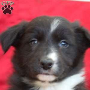 Vera, Border Collie Puppy