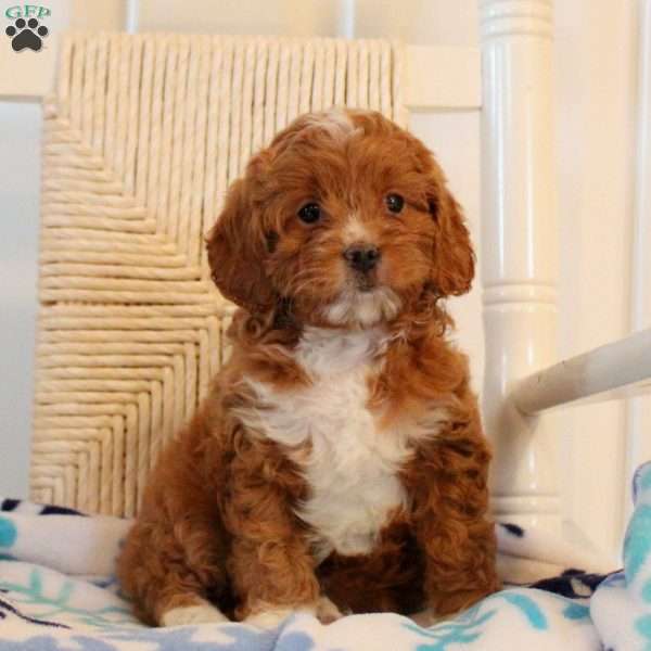 Vianna, Cavapoo Puppy