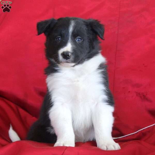 Victor, Border Collie Puppy