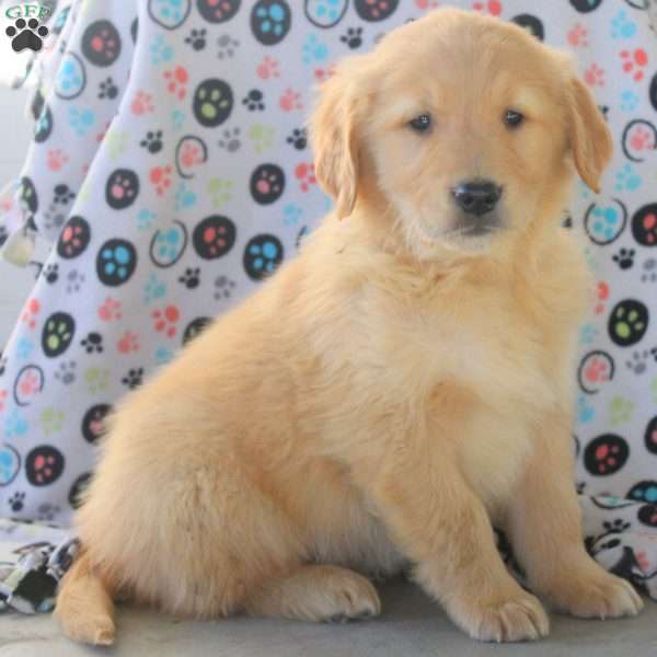 Victor, Golden Retriever Puppy