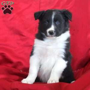 Victor, Border Collie Puppy