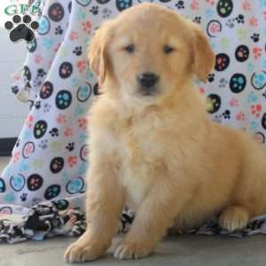 Victor, Golden Retriever Puppy