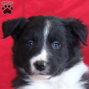 Victor, Border Collie Puppy