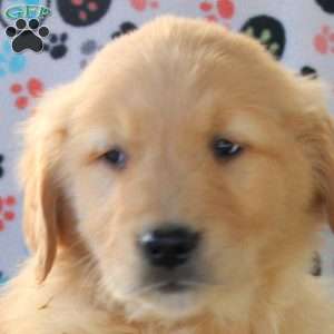 Victor, Golden Retriever Puppy