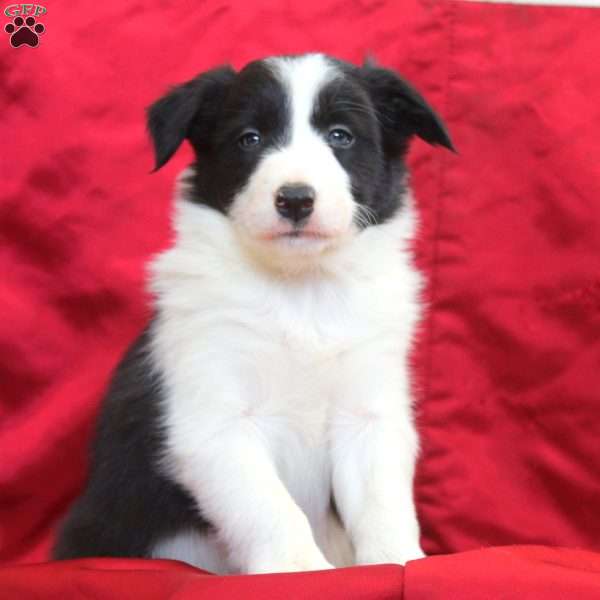 Victoria, Border Collie Puppy